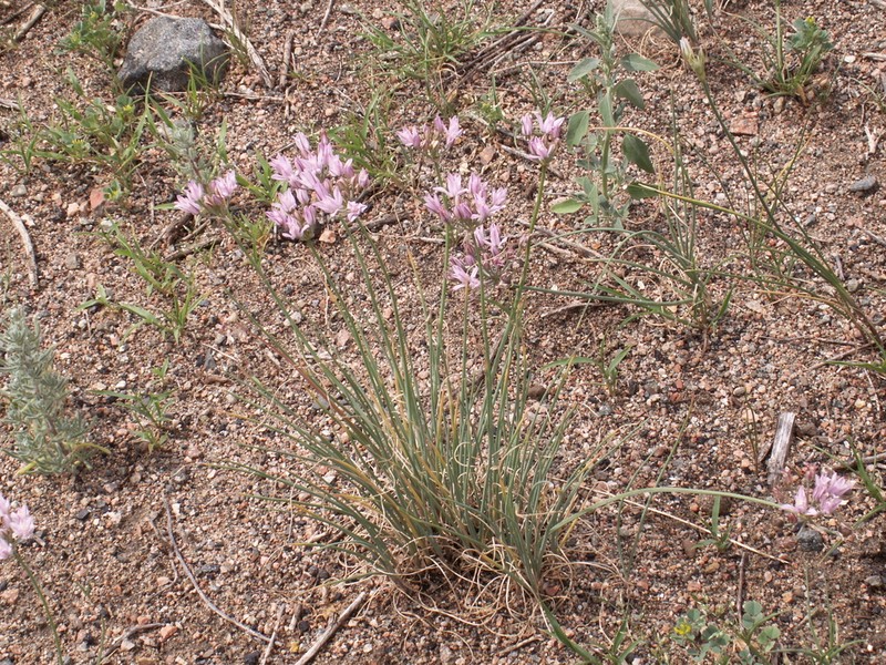 Allium weschniakowii photo 8