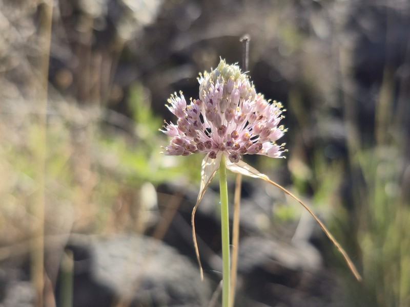 Allium wiedemannianum