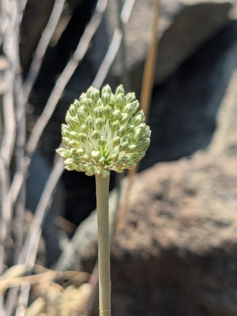 Allium willeanum