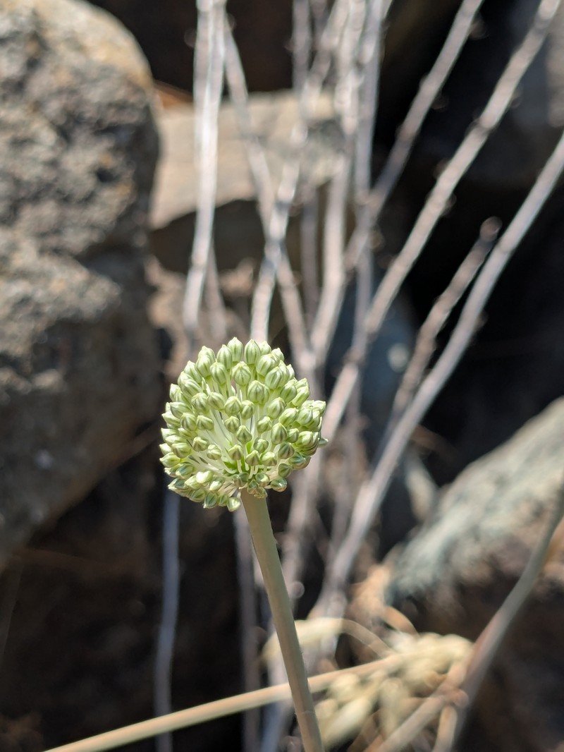 Allium willeanum photo 2