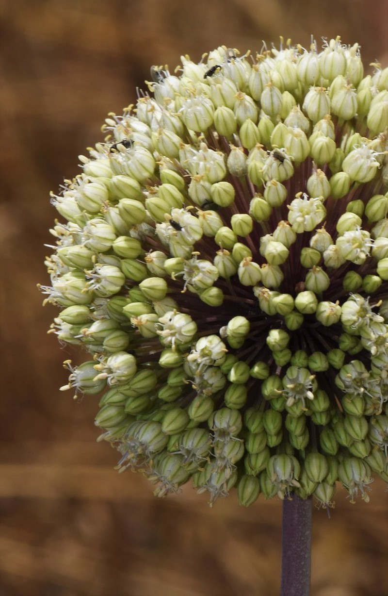 Allium willeanum photo 3