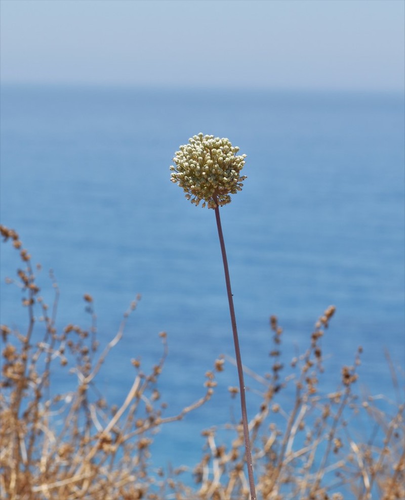 Allium willeanum photo 4
