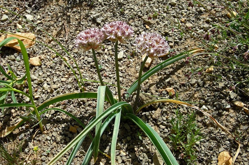 Allium woronowii photo 2