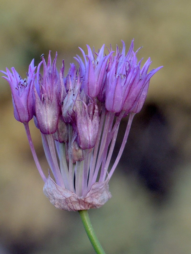 Allium xiphopetalum