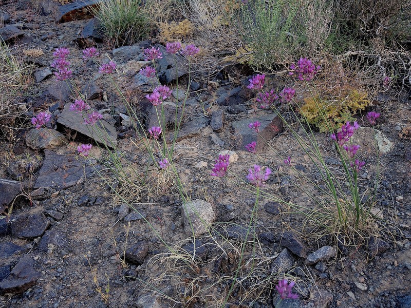 Allium xiphopetalum photo 2