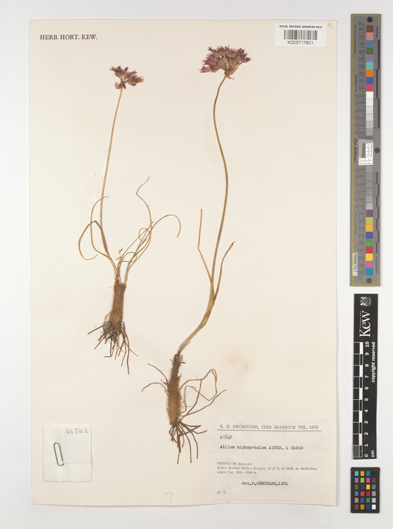 Allium xiphopetalum photo 3