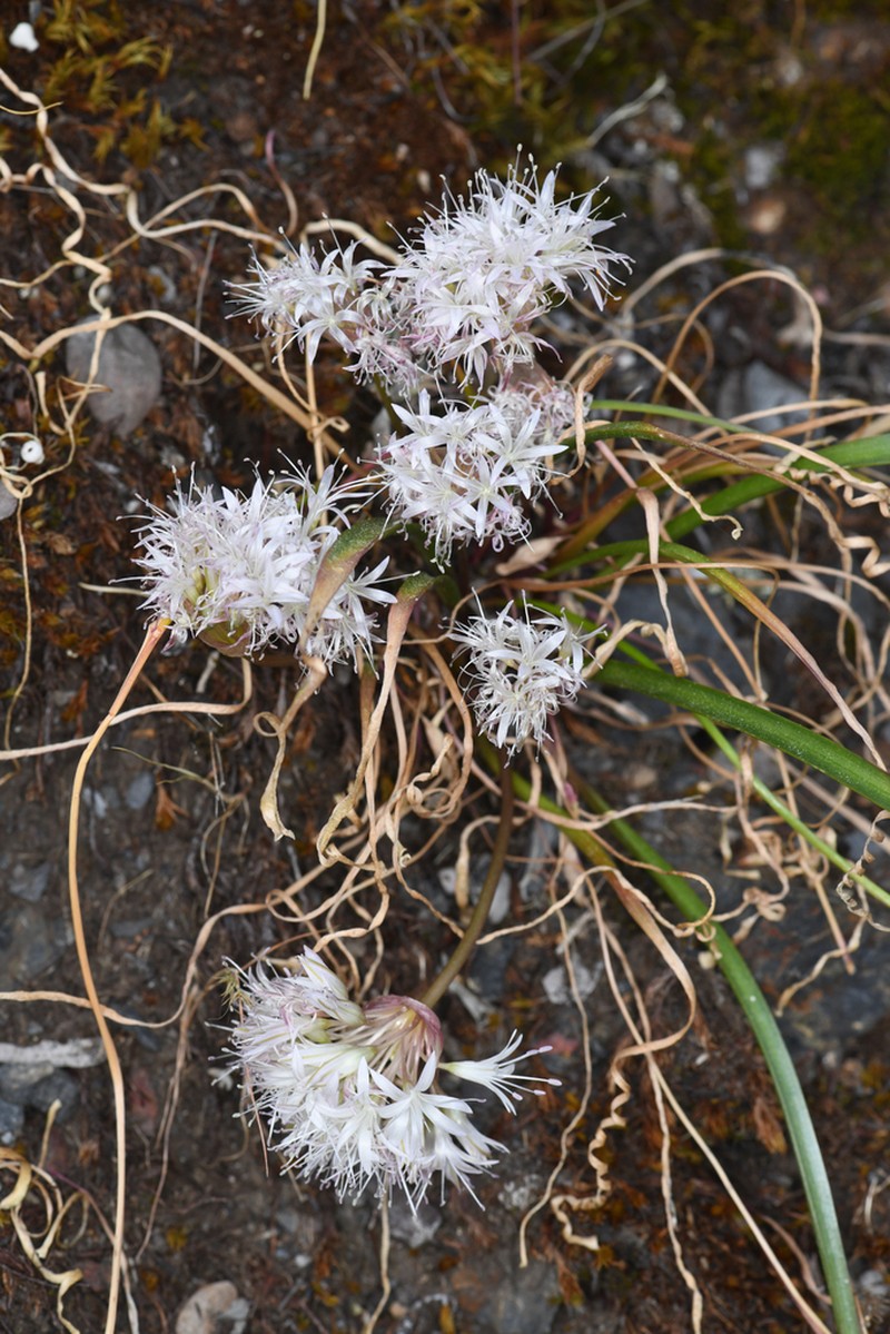 Yosemite Onion photo 3