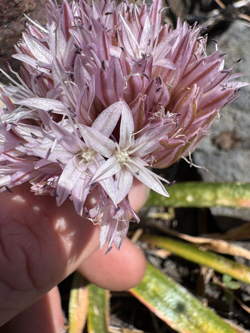 Yosemite Onion photo 4