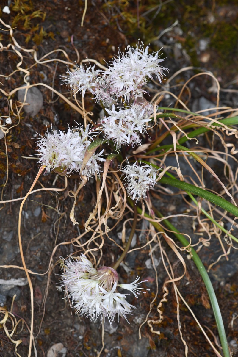 Yosemite Onion photo 5