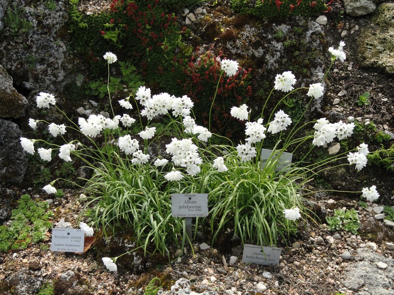 Allium zebdanense