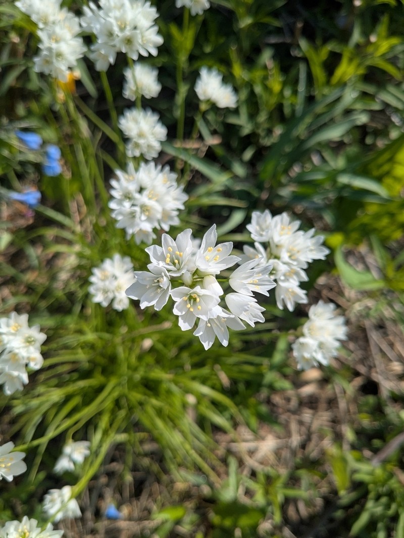 Allium zebdanense photo 2