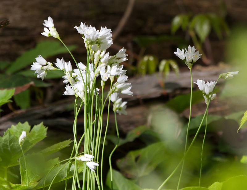 Allium zebdanense photo 3