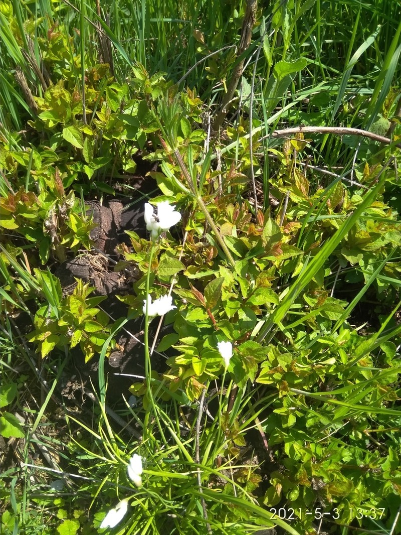 Allium zebdanense photo 4
