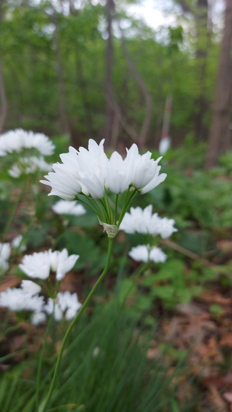 Allium zebdanense photo 5