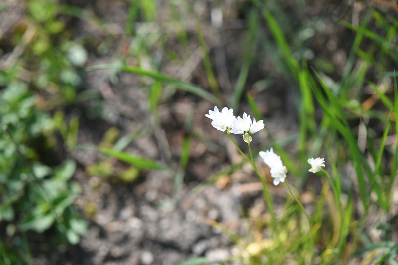 Allium zebdanense photo 7
