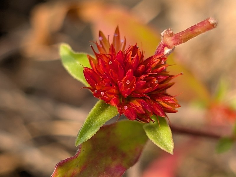 Allmania nodiflora