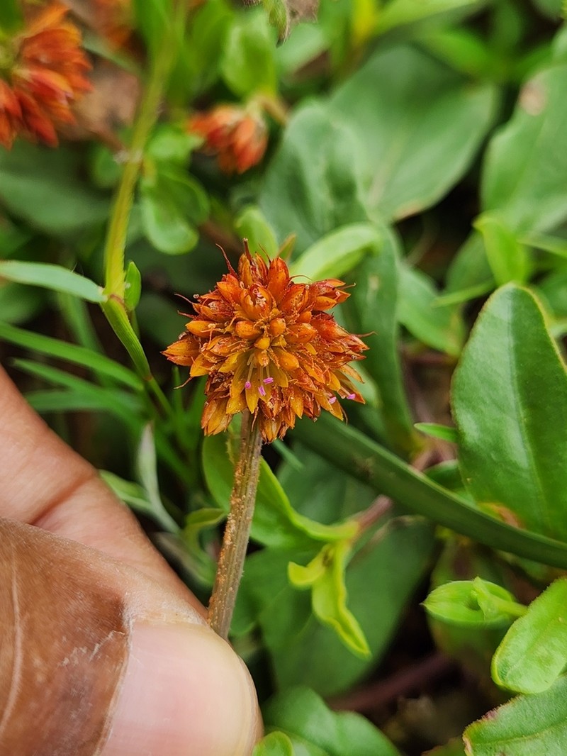 Allmania nodiflora photo 2