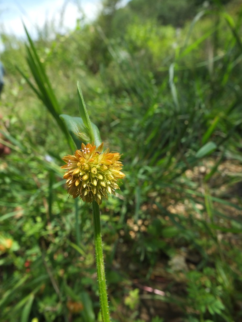 Allmania nodiflora photo 3