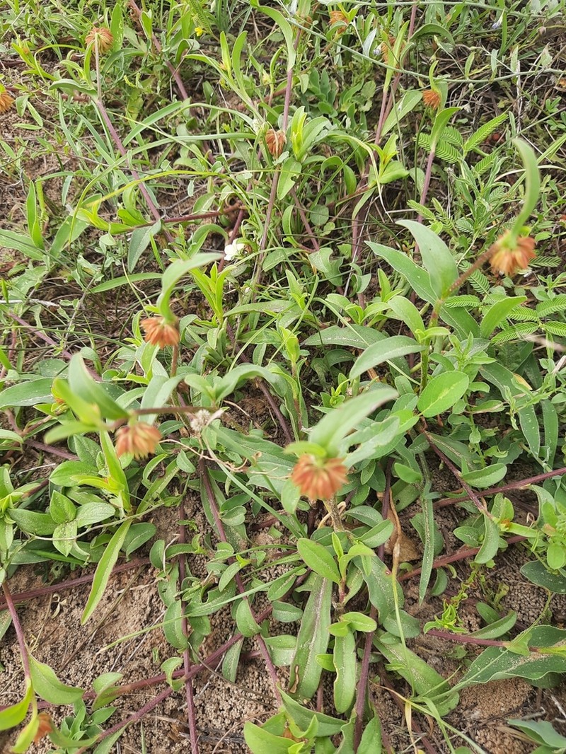 Allmania nodiflora photo 4