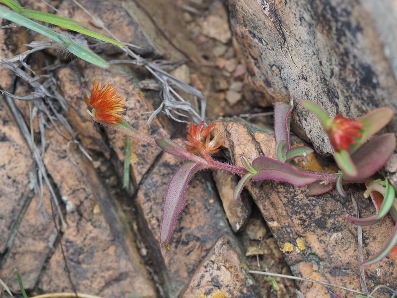 Allmania nodiflora photo 5