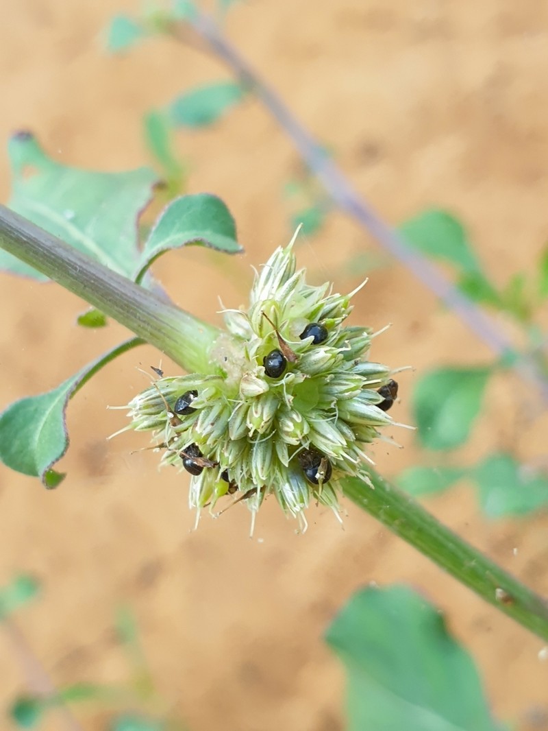 Allmania nodiflora photo 6