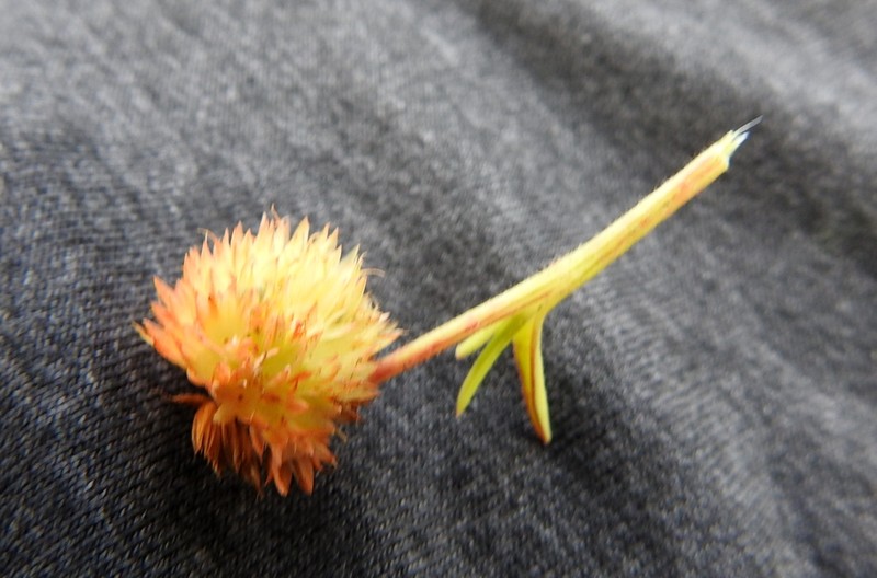 Allmania nodiflora photo 7