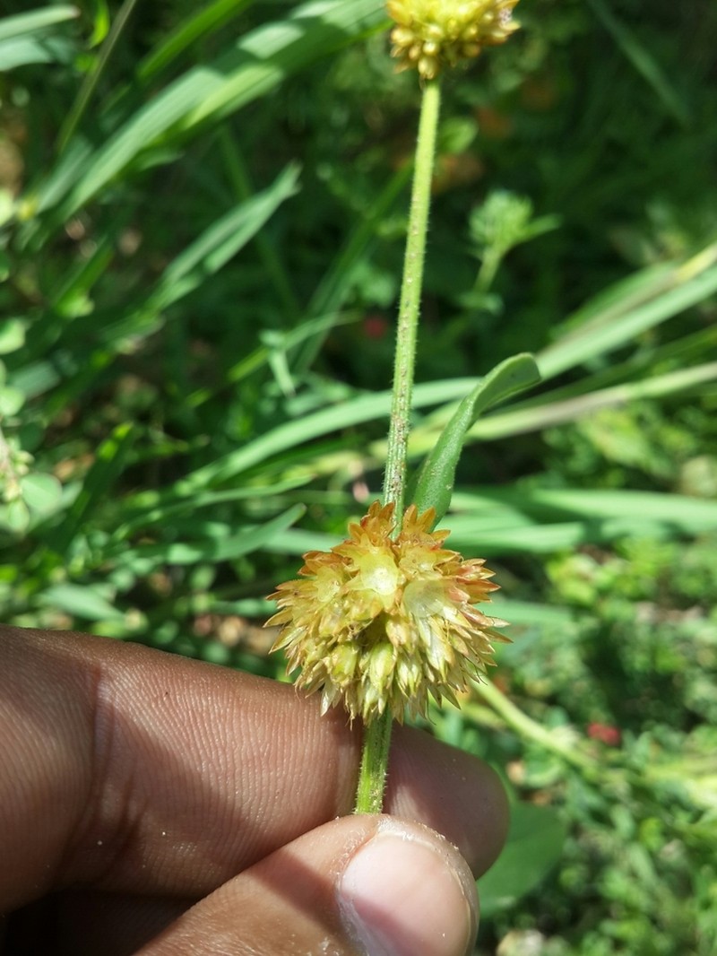 Allmania nodiflora photo 8