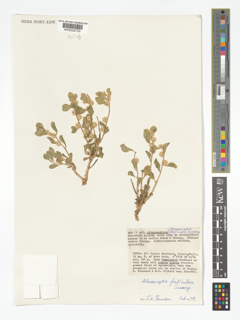 Allmaniopsis fruticulosa
