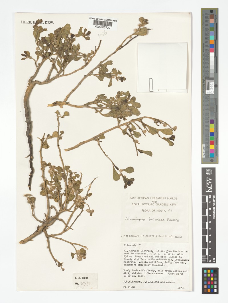 Allmaniopsis fruticulosa photo 2