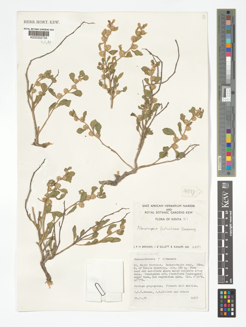 Allmaniopsis fruticulosa photo 3