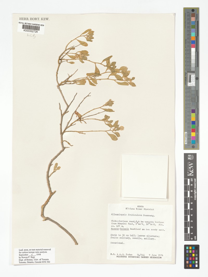 Allmaniopsis fruticulosa photo 4