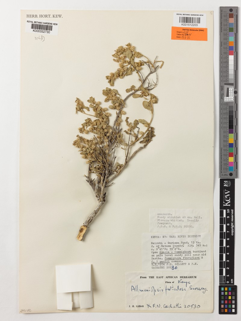 Allmaniopsis fruticulosa photo 5