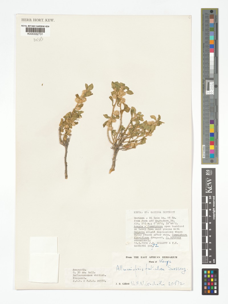 Allmaniopsis fruticulosa photo 6