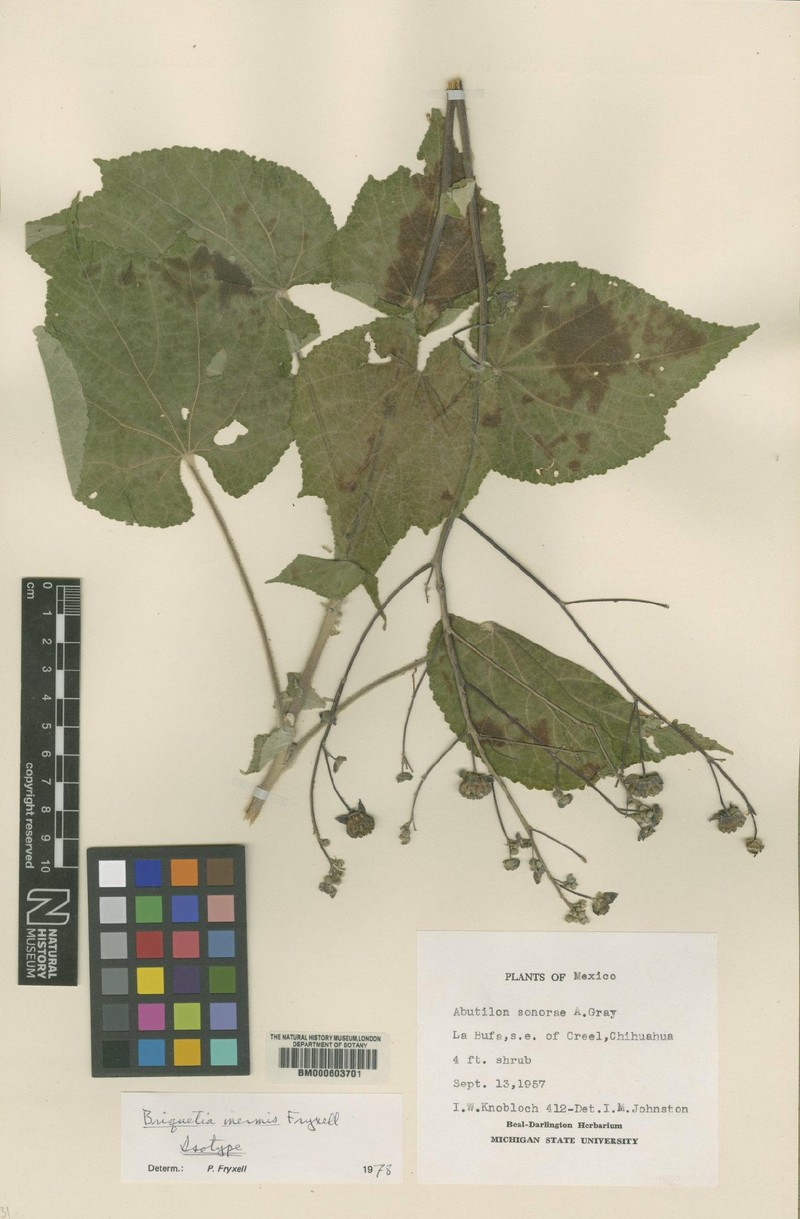Allobriquetia inermis