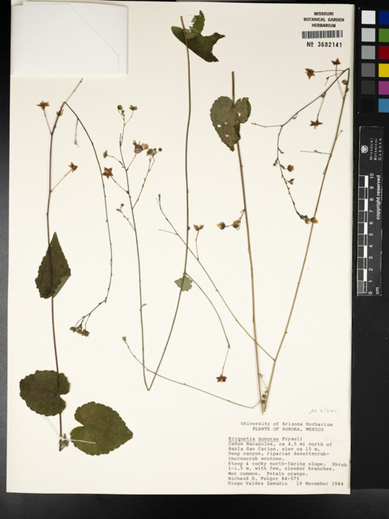 Allobriquetia sonorae photo 3