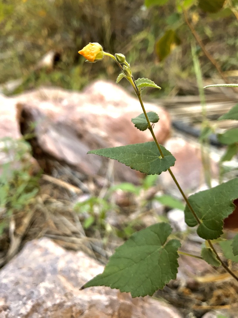 Allobriquetia sonorae photo 2
