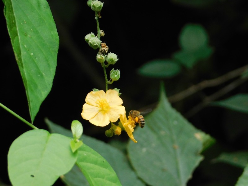 Allobriquetia spicata
