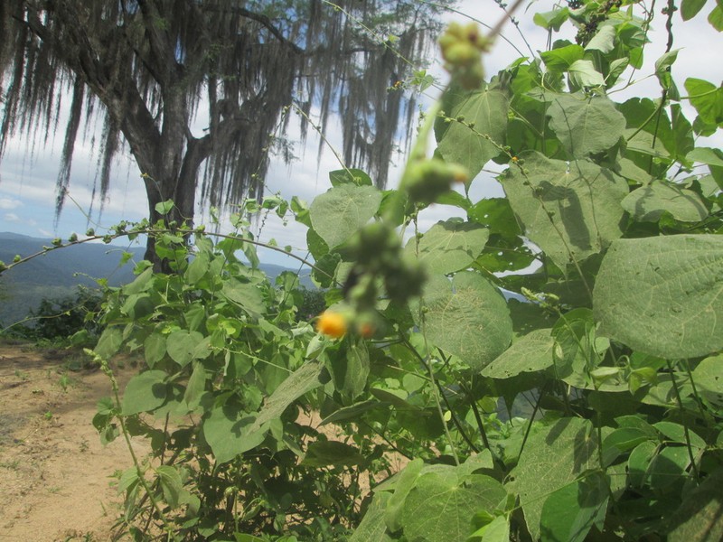 Allobriquetia spicata photo 2