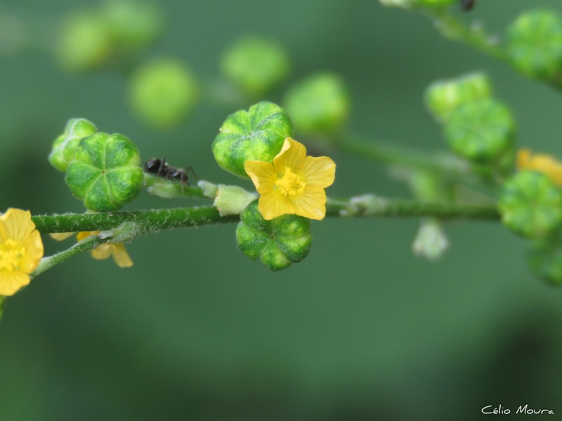 Allobriquetia spicata photo 3