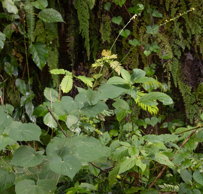 Allobriquetia spicata photo 4