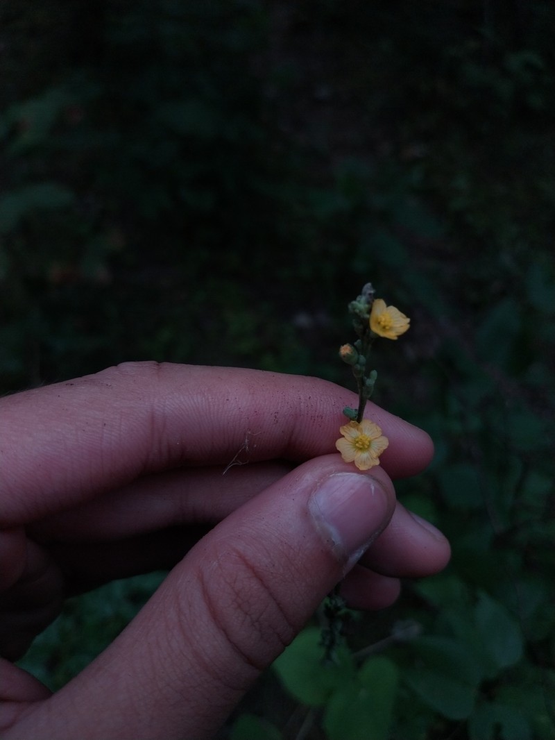 Allobriquetia spicata photo 5