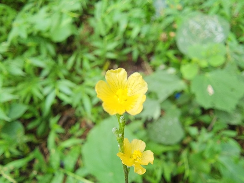 Allobriquetia spicata photo 6