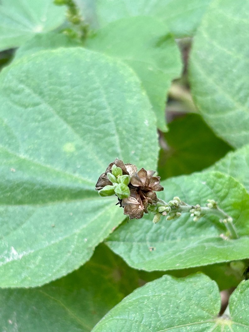 Allobriquetia spicata photo 8