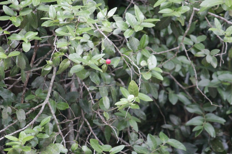 Allocassine laurifolia