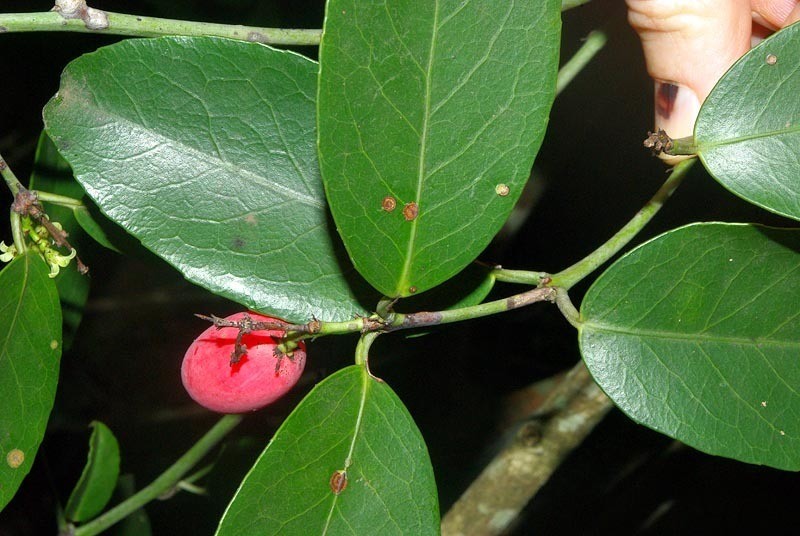 Allocassine laurifolia photo 2