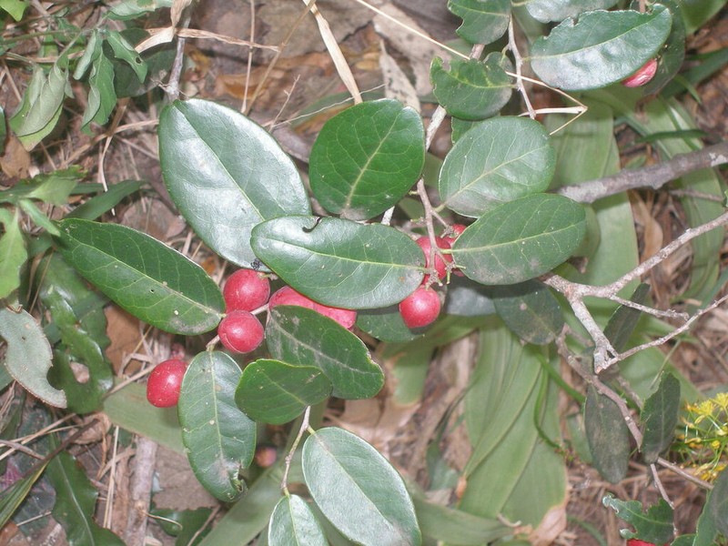 Allocassine laurifolia photo 3