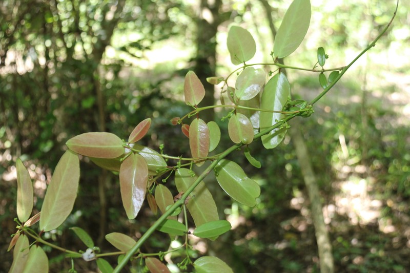 Allocassine laurifolia photo 4