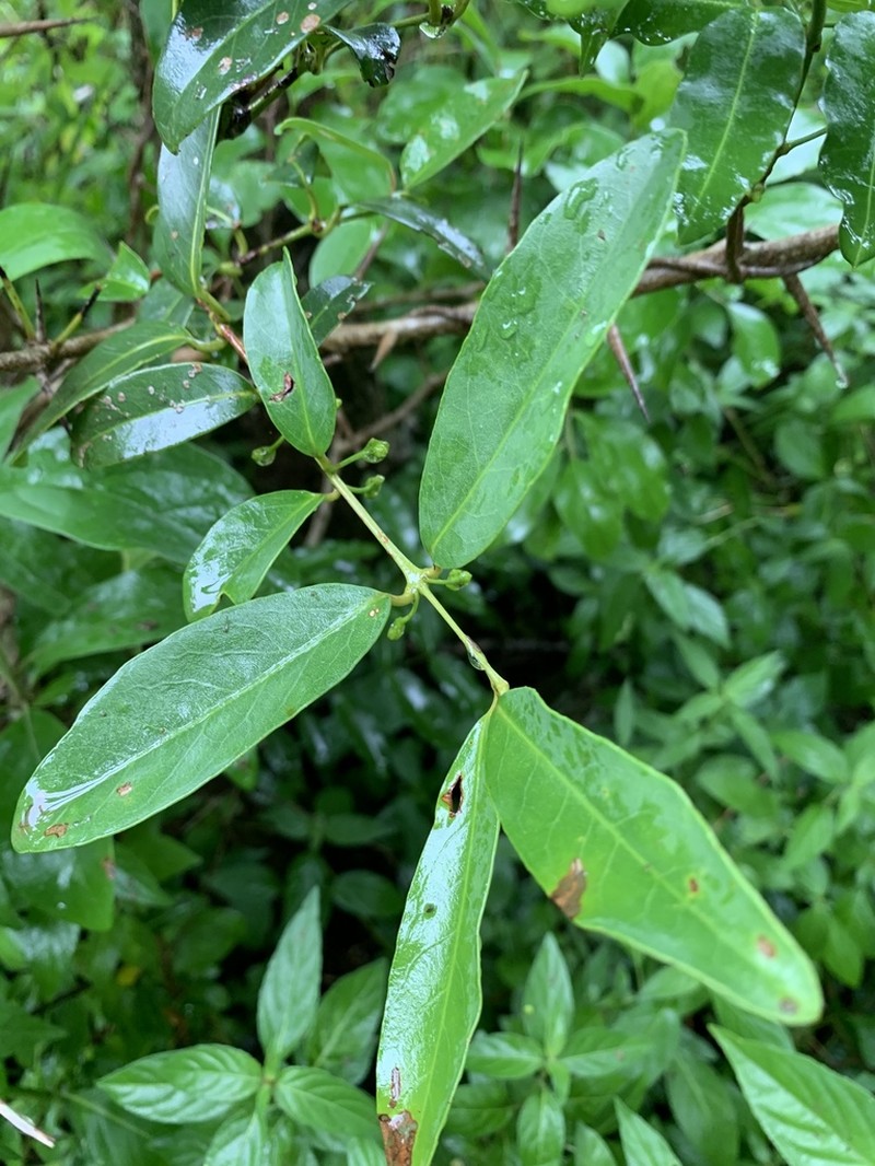 Allocassine laurifolia photo 5