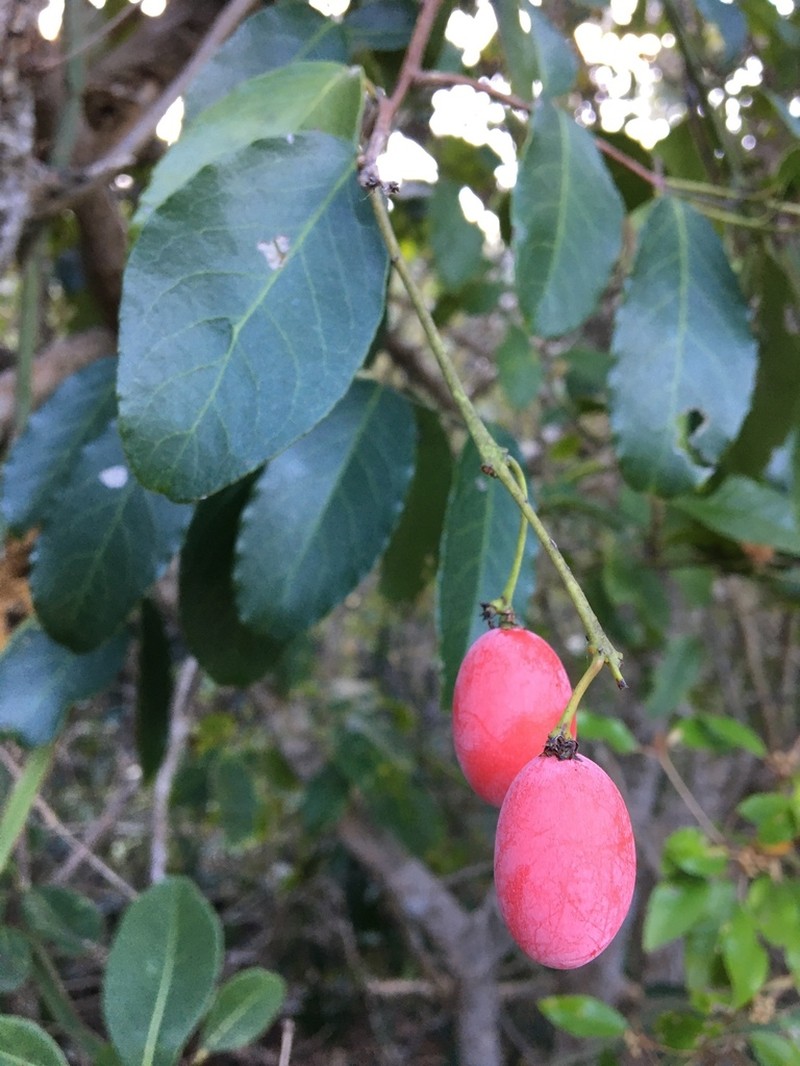 Allocassine laurifolia photo 6