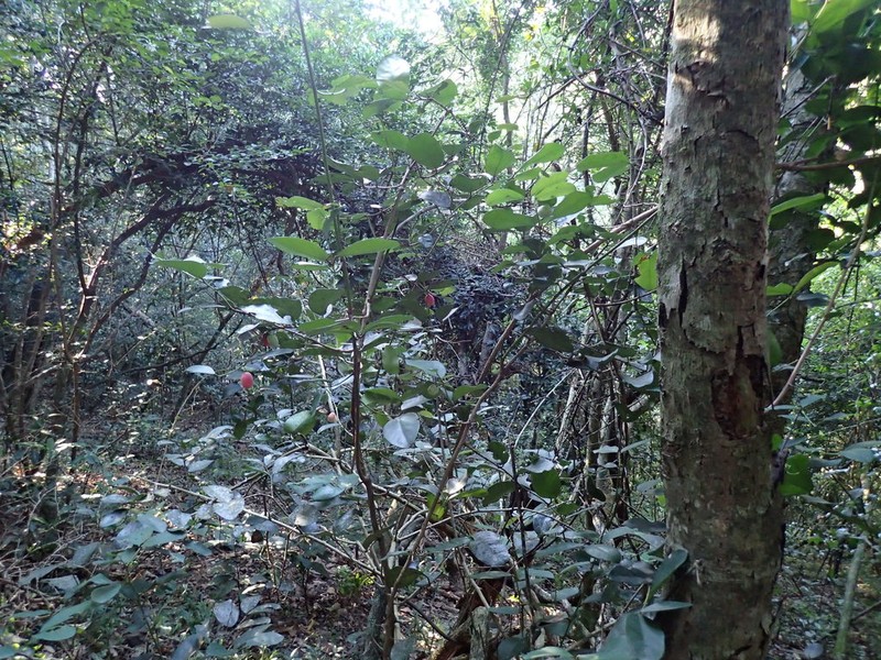 Allocassine laurifolia photo 7